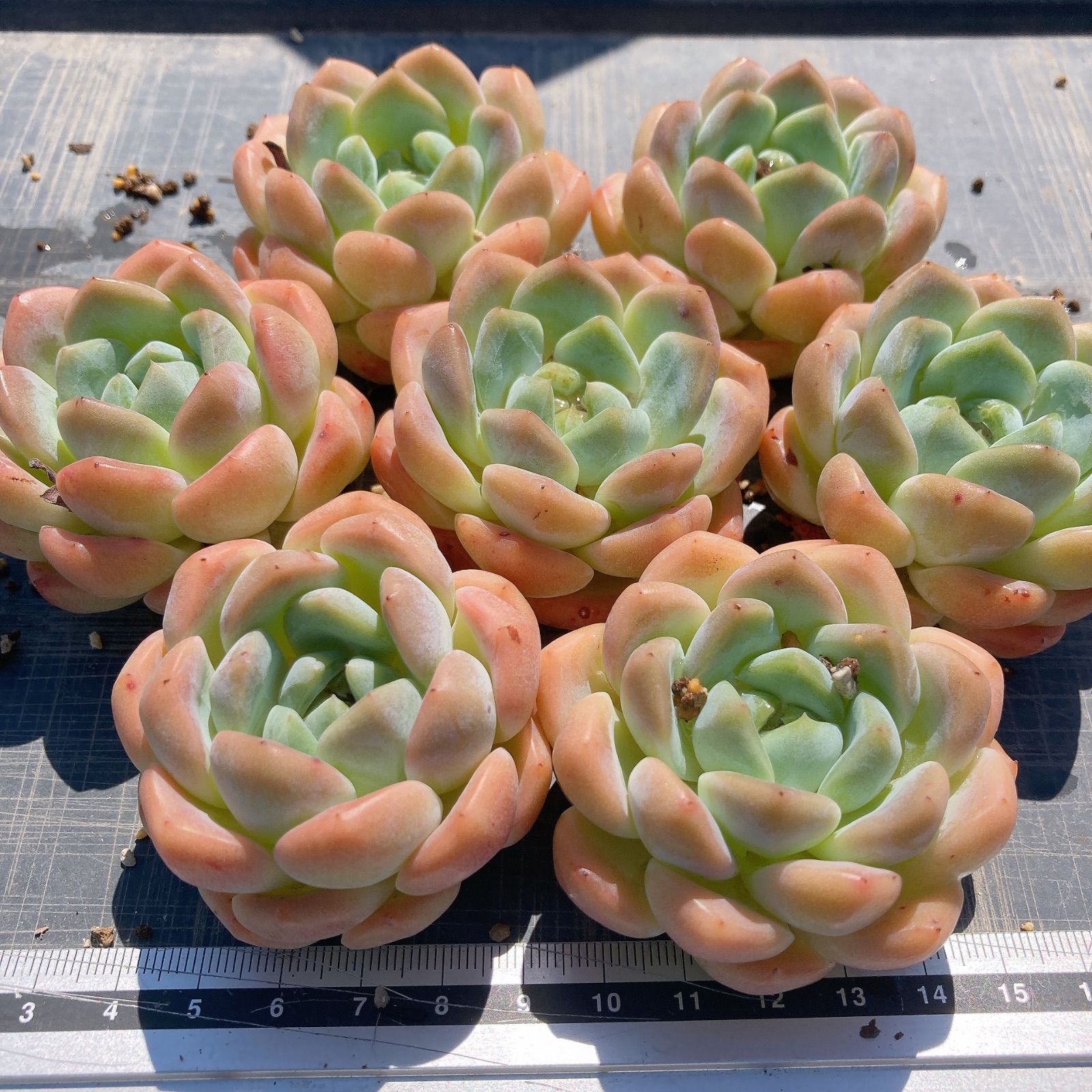 多肉☆ルビーリング・カット苗・大きめ 多肉植物☆ルビーリング☆ - メルカリ