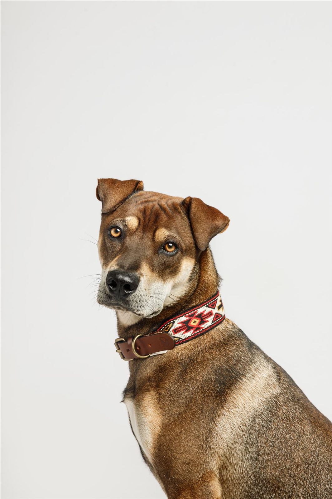 スペイン製 高級犬用首輪 Peyote Rojo 犬用（小型犬 中型犬） - Q