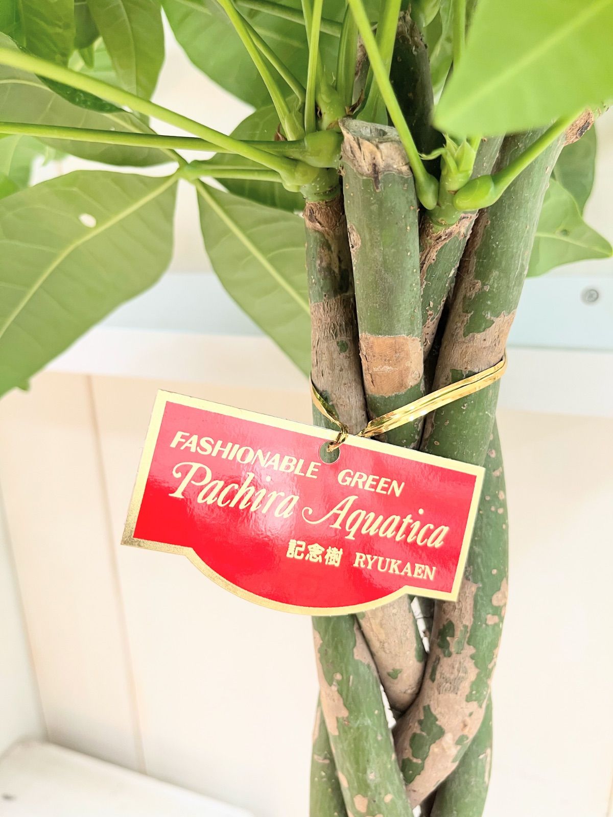 セール中！9020円→8580円】パキラ ねじり 8寸プラ鉢 - メルカリ