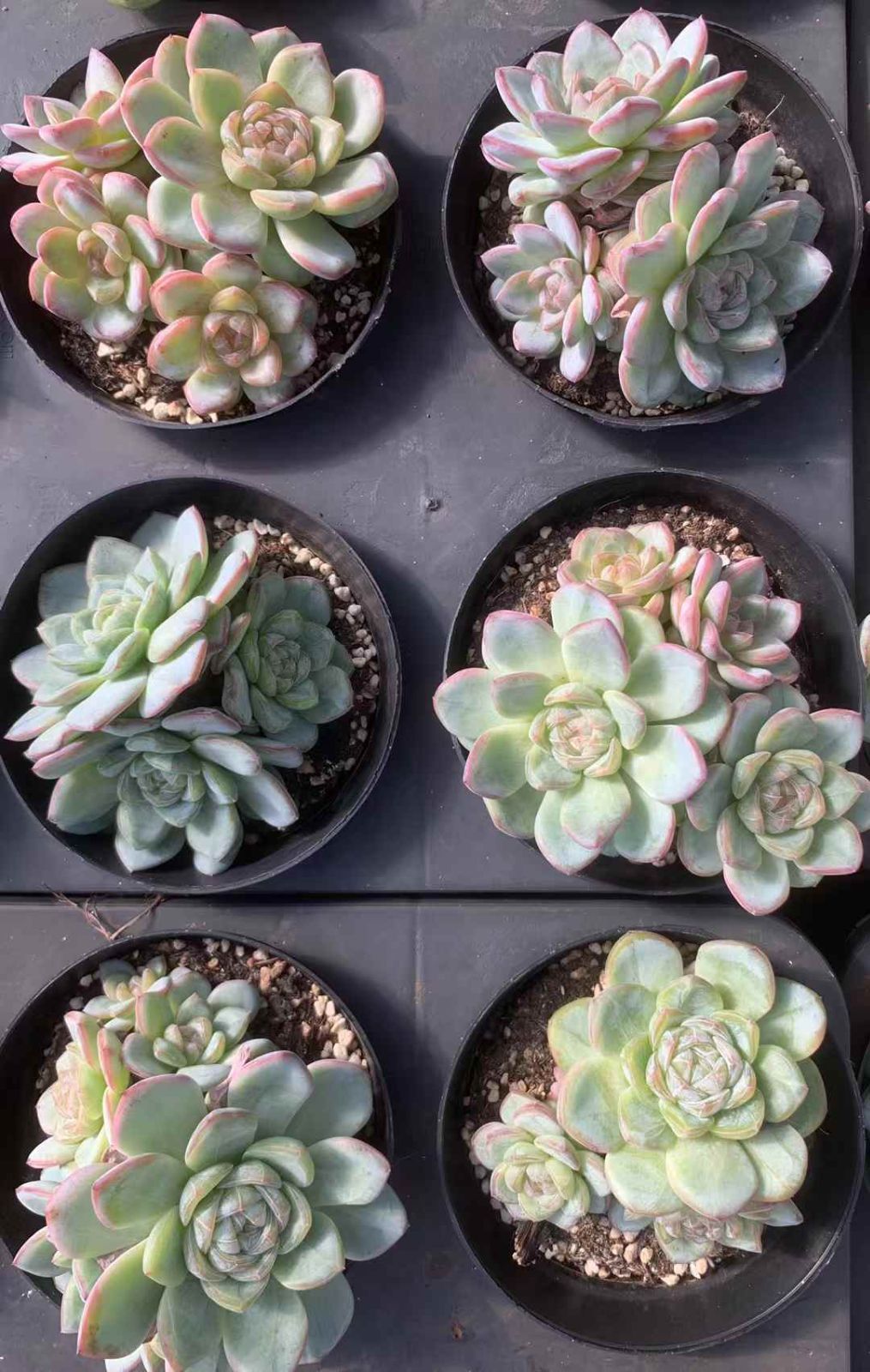 佐川急便発送 エケベリア