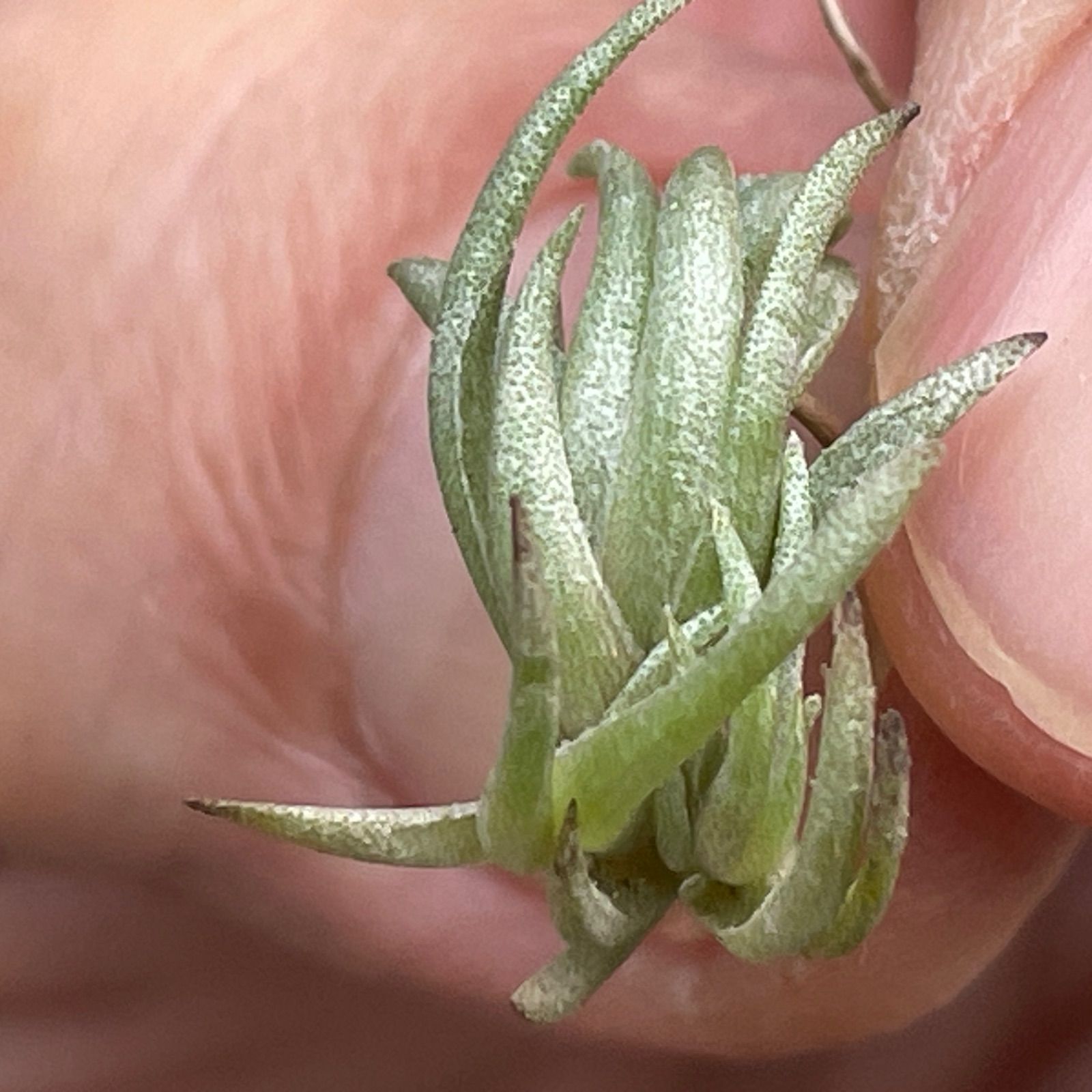 チランジア ペイラノイ Tillandsia peiranoi＊エアプランツ＠フラワーショップ江口 - メルカリ