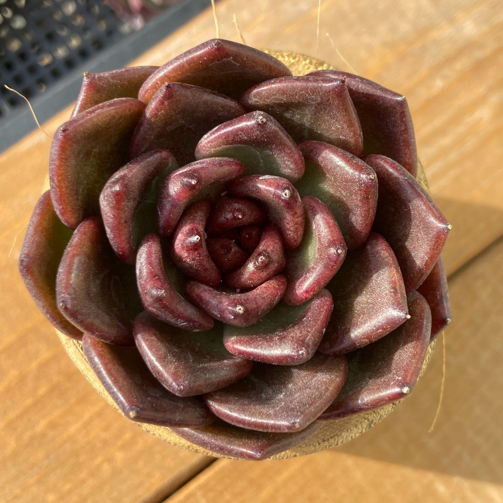 新入荷】エケべリア ブラッククリスタル 多肉植物韓国苗【ポコ多肉