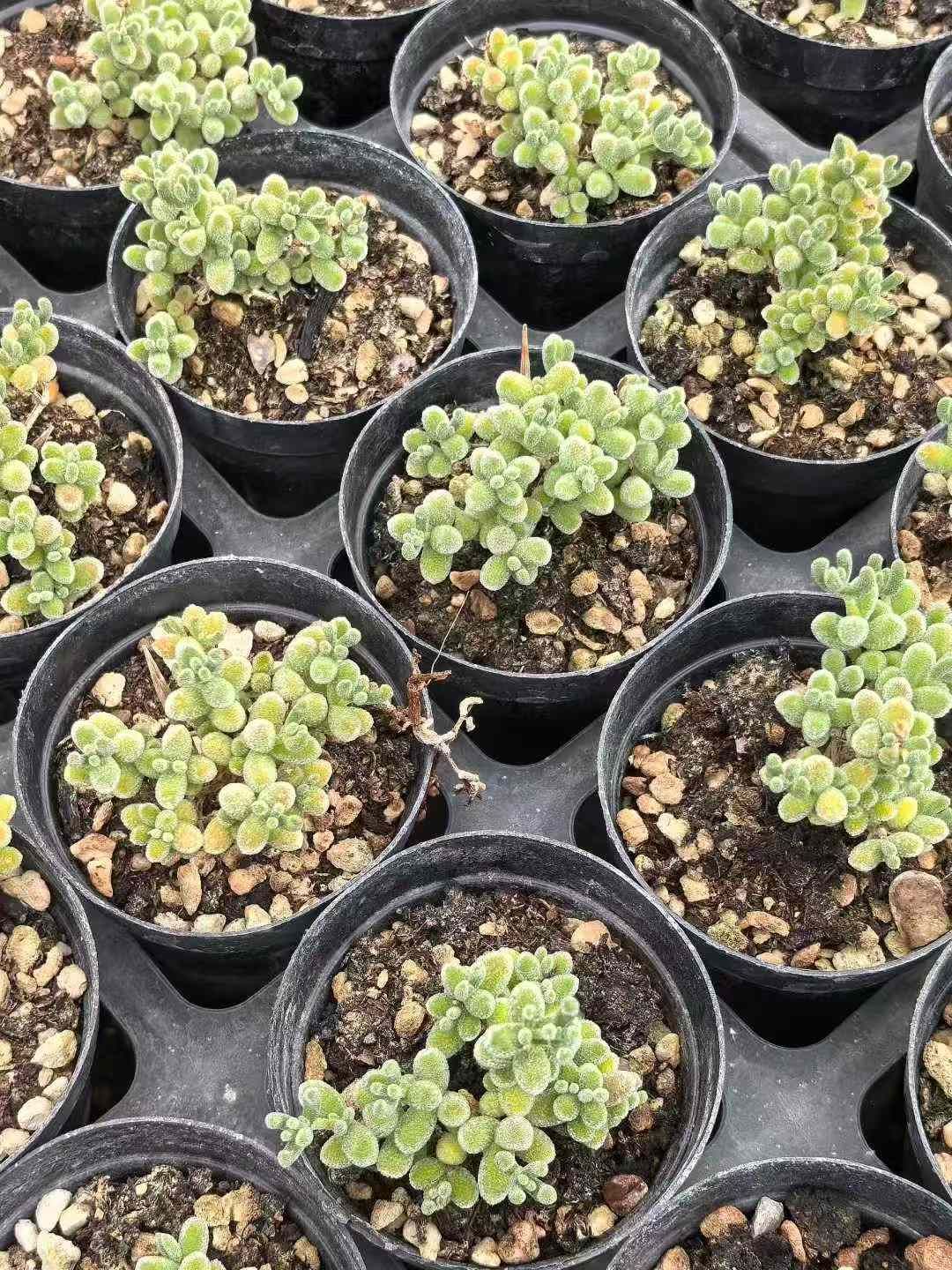 ドロサンテマム ラヴィシー