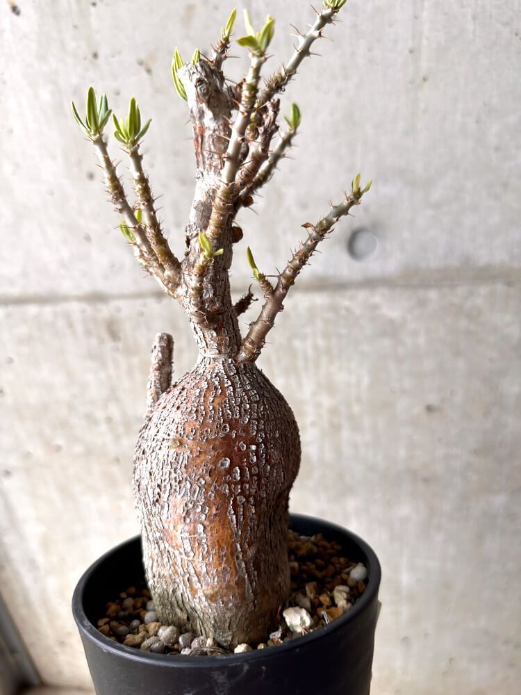 m*s様 パキポディウムビスピノーサム　現地株　発根済み 現品限り】パキポディウム・ビスピノーサム 現地株 発根済み 3年以上