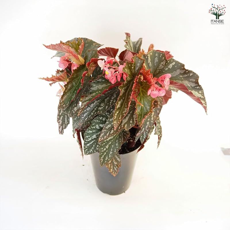 品種で選べる観葉植物