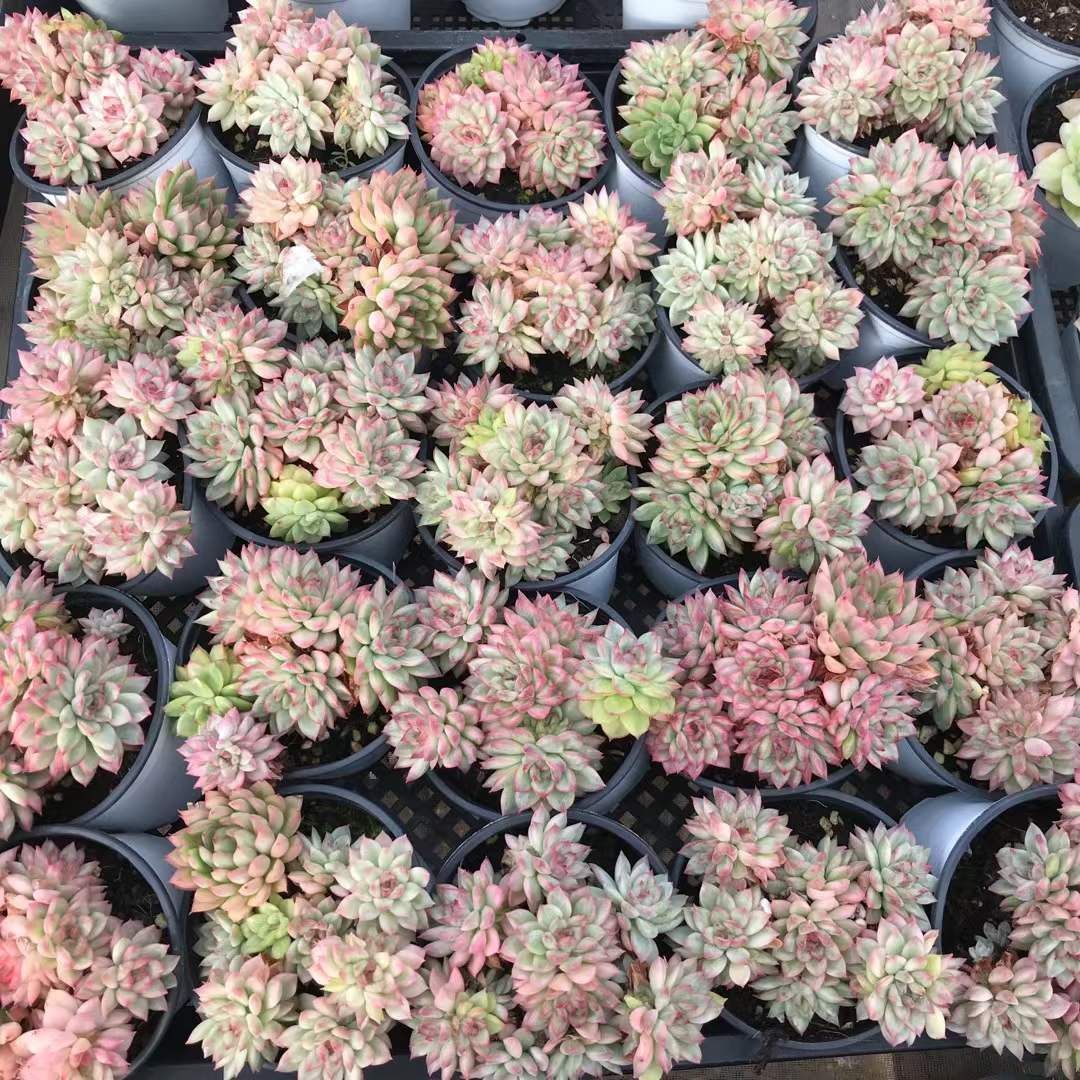 アエオニウム エケベリア