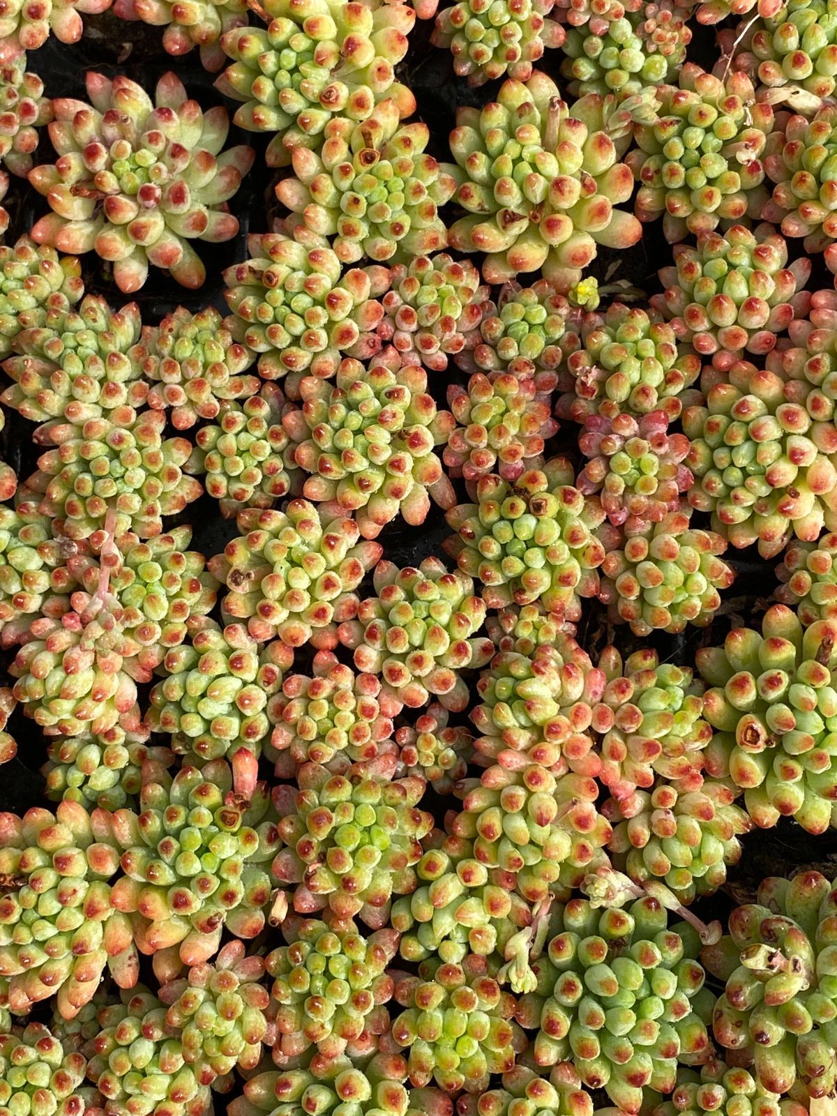 多肉植物 エケベリア