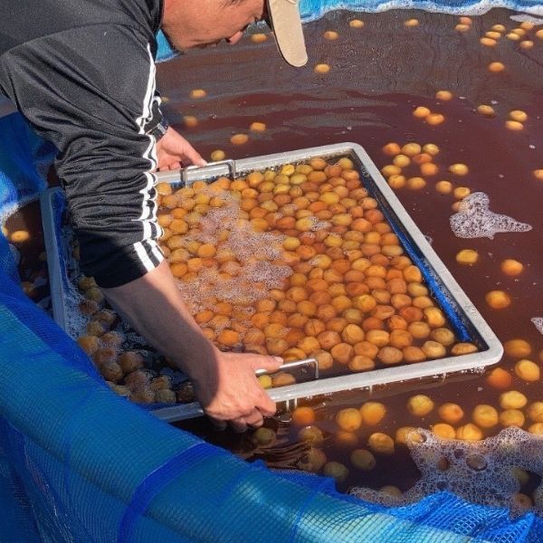 のサムネイル
