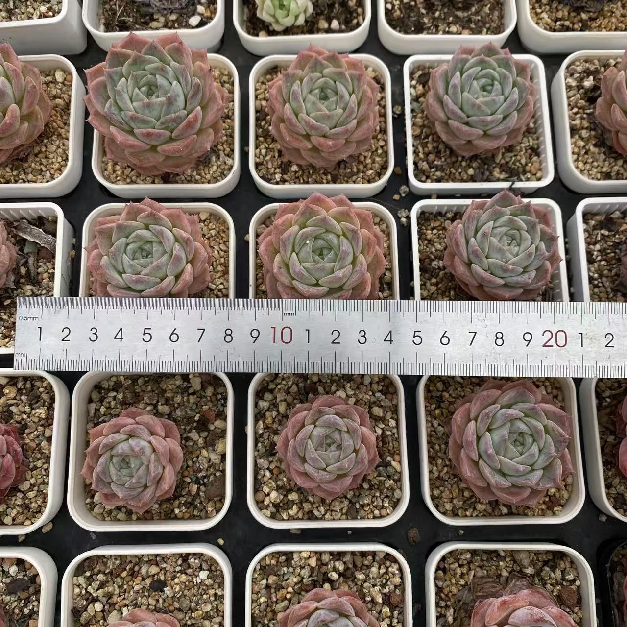 15株の土鉢付きセット】ティテュバンス錦 多肉植物 佐川急便発送