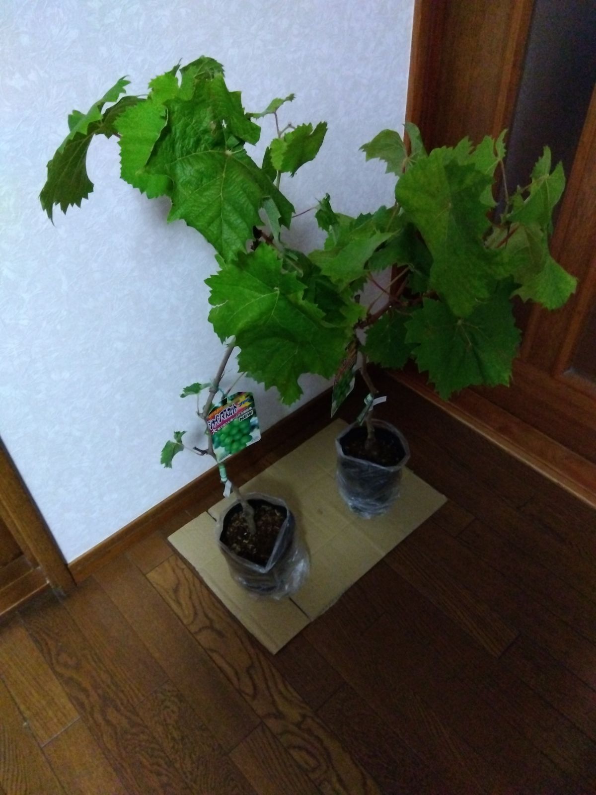 ぶどう苗木