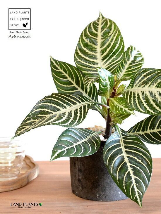 観葉植物 アフェランドラ（スクアロサ・ダニア） 黒色 モスポット