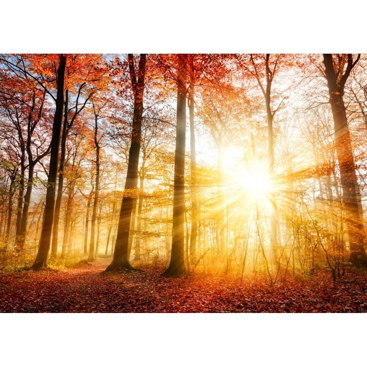 紅葉 秋の陽射し 森林浴 もみじ 黄葉 秋の公園 壁紙ポスター 101P1