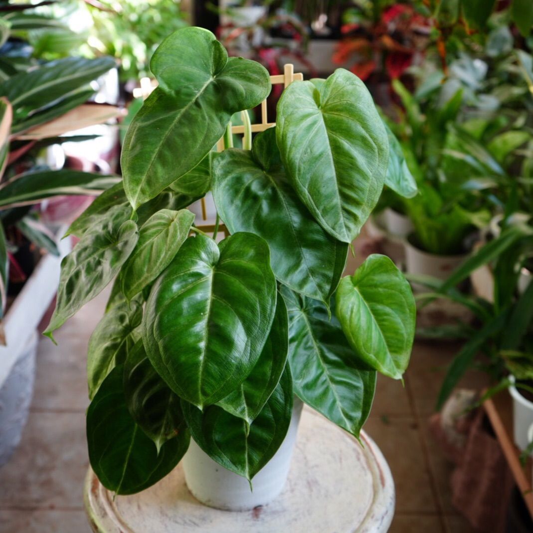 保証書付 ラフィドフォラ 半つる性植物 登っていく葉っぱがかっこいい クライマープランツ 植物 観葉植物 72円www Redsanelektronik Com