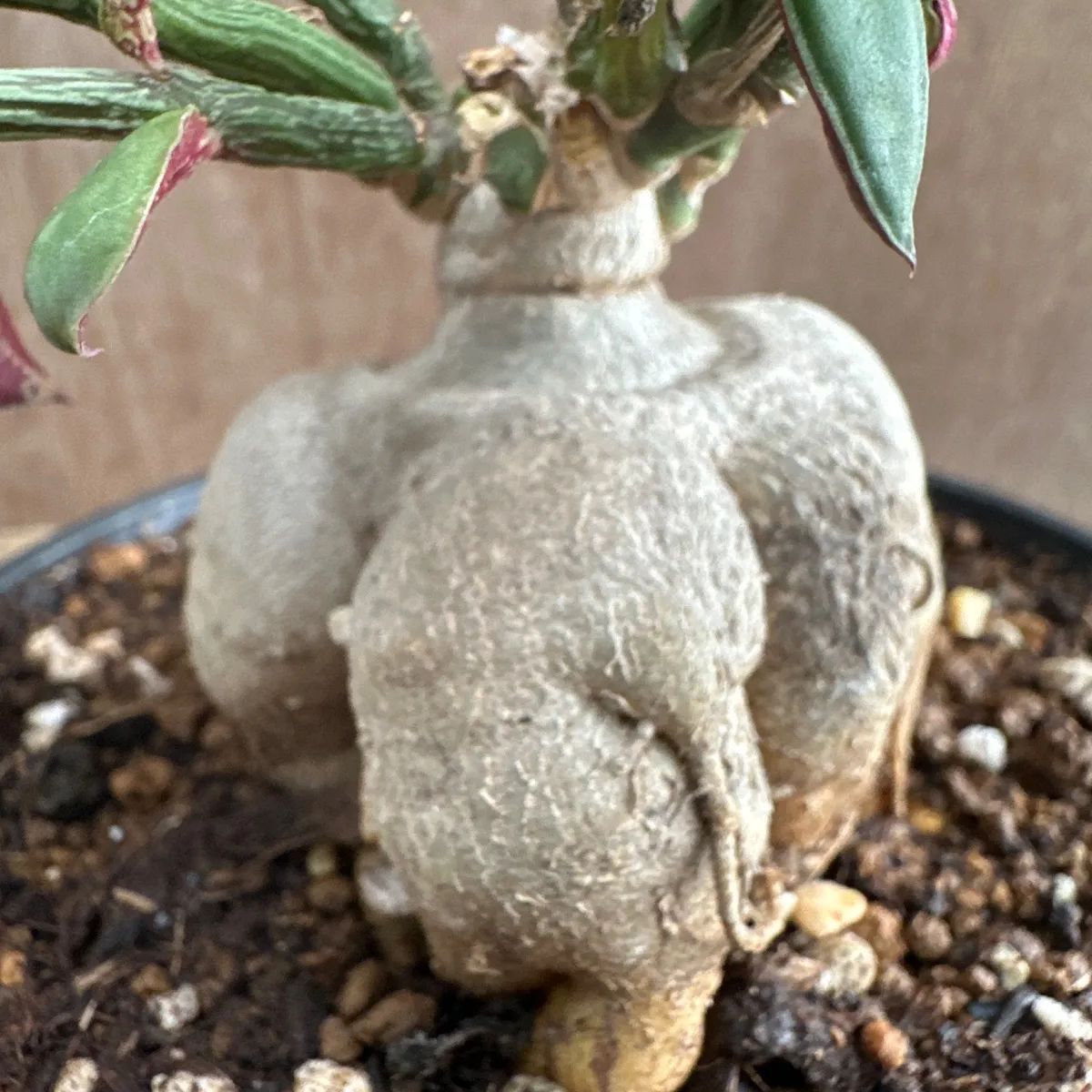 モナデニウム ルベルム① Monadenium montanum var.rubellum 現品 観葉
