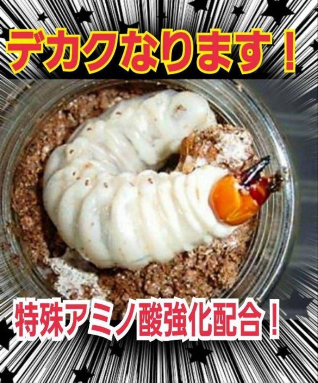 極上！ヒマラヤひらたけ菌糸ブロック【6個】トレハロース強化配合