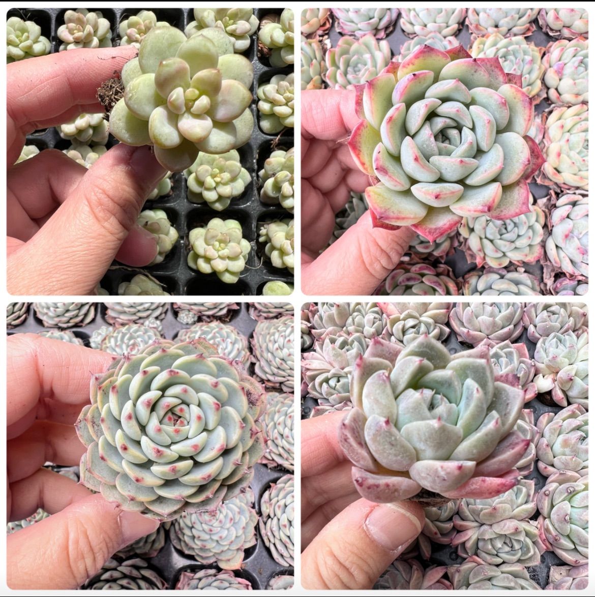 多肉植物 20苗セット♡ 抜き苗♡白姫蓮など エケベリア 韓国苗 - メルカリ