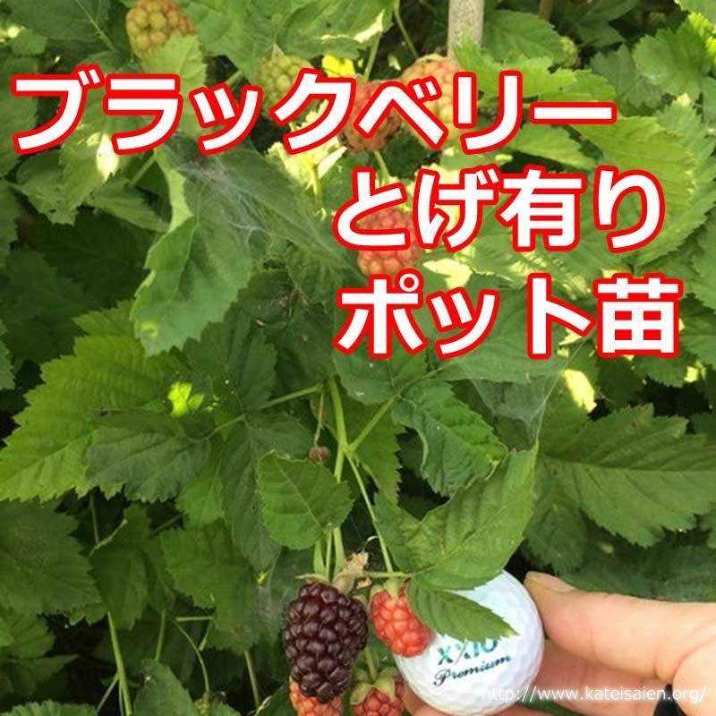 ■実付き ブラックベリー苗 トゲ無しボイセンベリー大苗 無農薬栽培♪ 実付き 》 トゲなしブラックベリー 『 ボイセンベリー 』大苗 8