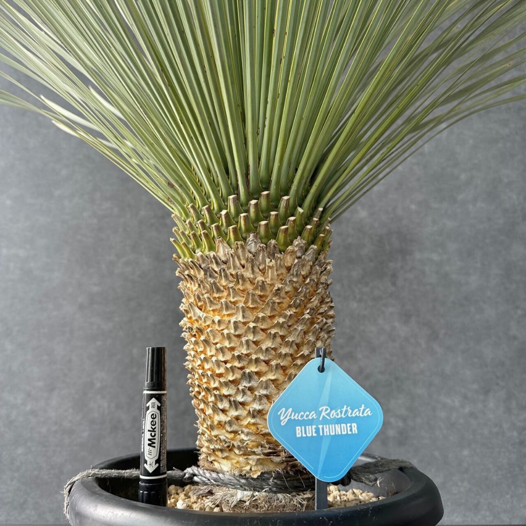 タイ産ロストラータ ブルーサンダー 極上株 幹太 90cm 発根済 【公式通販】