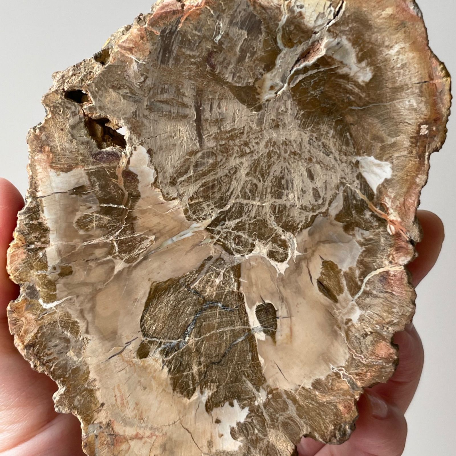 ペトリファイド ウッド スラブ プレート 珪化木 マダガスカル産