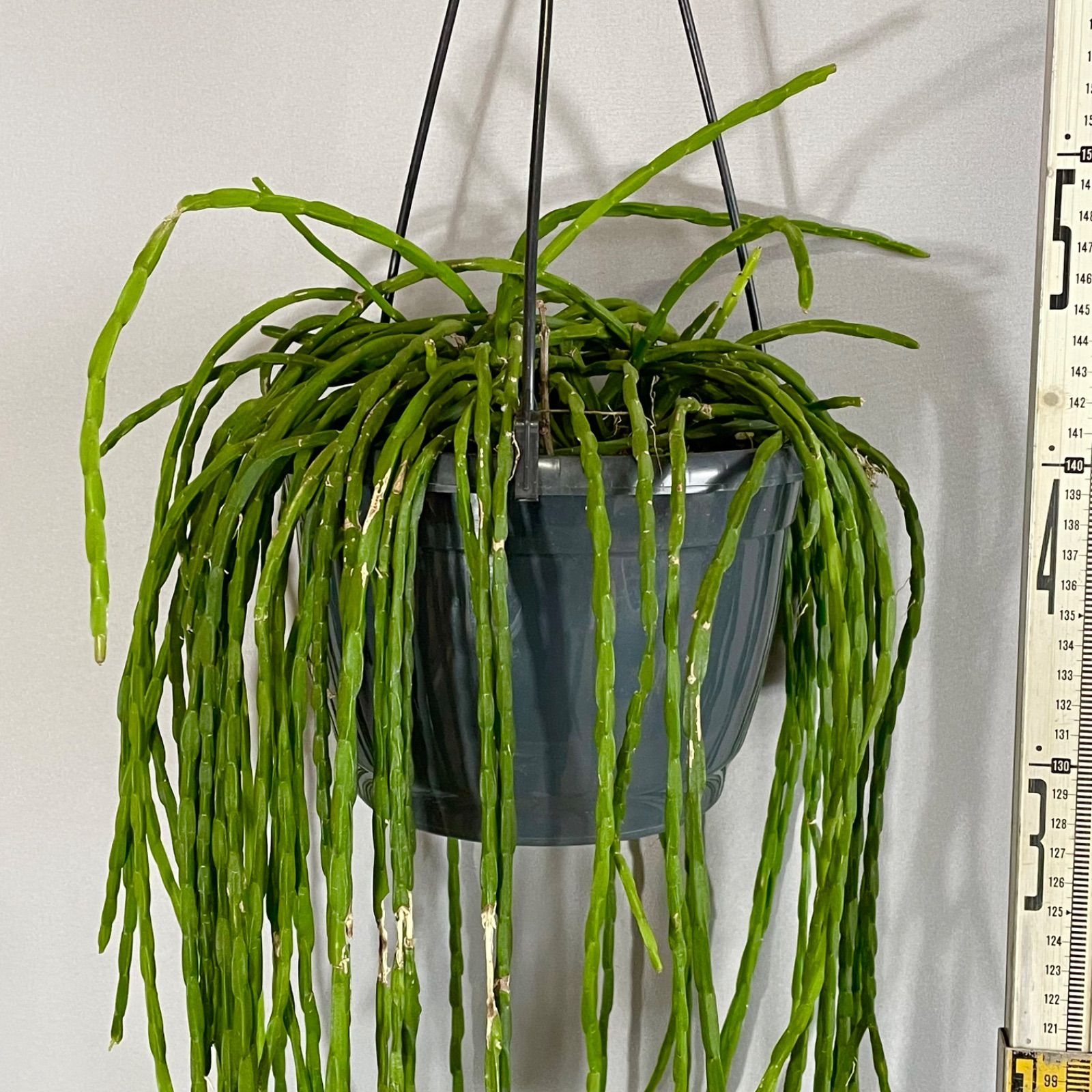 【現品】サボテン・リプサリス・パラドクサ・ファイン　7号　吊鉢　E8番 ザ・ファームセレクト]リプサリス：パラドクサファイン 7号吊り