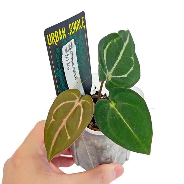 UJ アンスリウム カーラブラッキー 3号 アーバンジャングル Anthurium carlablackiae 観葉植物