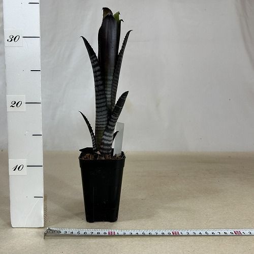 タンクブロメリア 注文 ビルベギア ダースベーダー(ダースベイダー