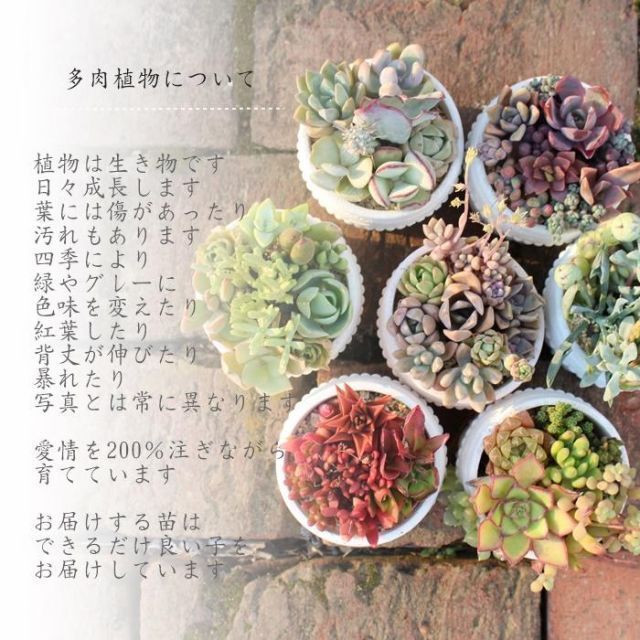 韓国苗 エケベリア おまかせ5種類セット アソート 多肉植物 S~M 韓国苗 エケベリア おまかせ5種類セット アソート 多肉植物 S~M