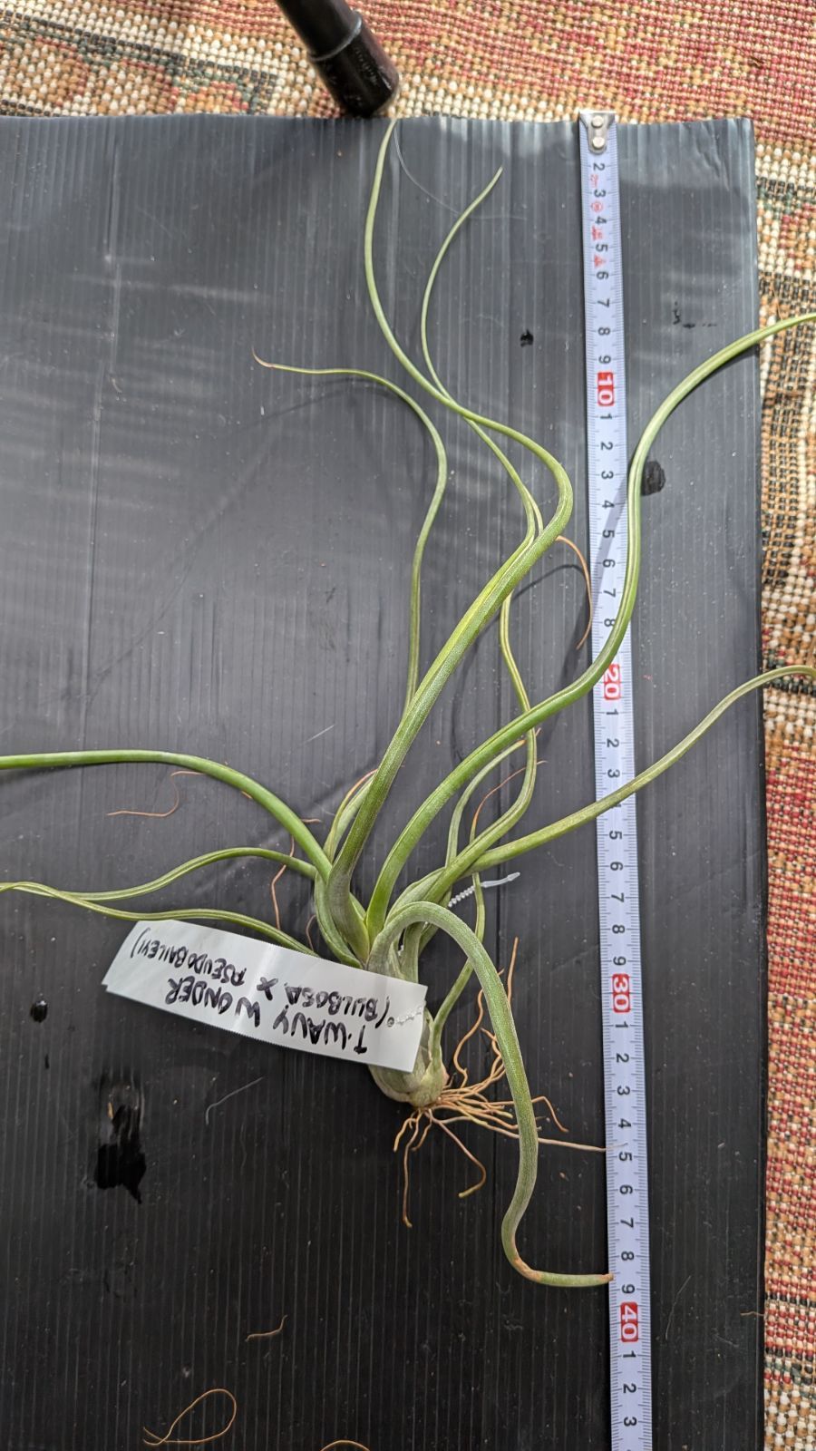 送料込【逢絢亭・新品】茶道具 花入 花籠 本宗全籠 竹手 木地 紙箱入り