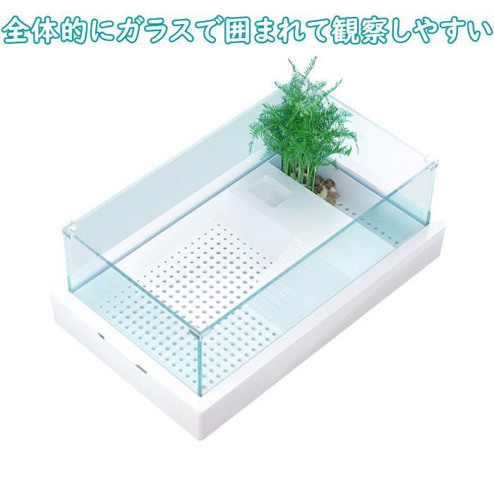 大きい 亀