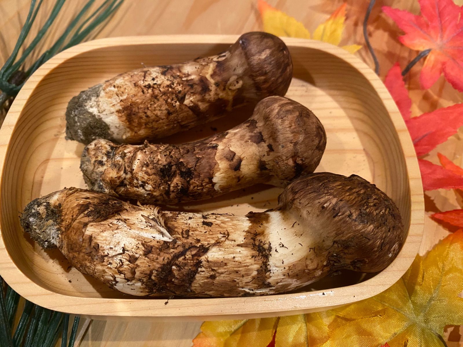 天然きのこ 松茸 国産 マツタケ まつたけ 山形県産 大自然の凛