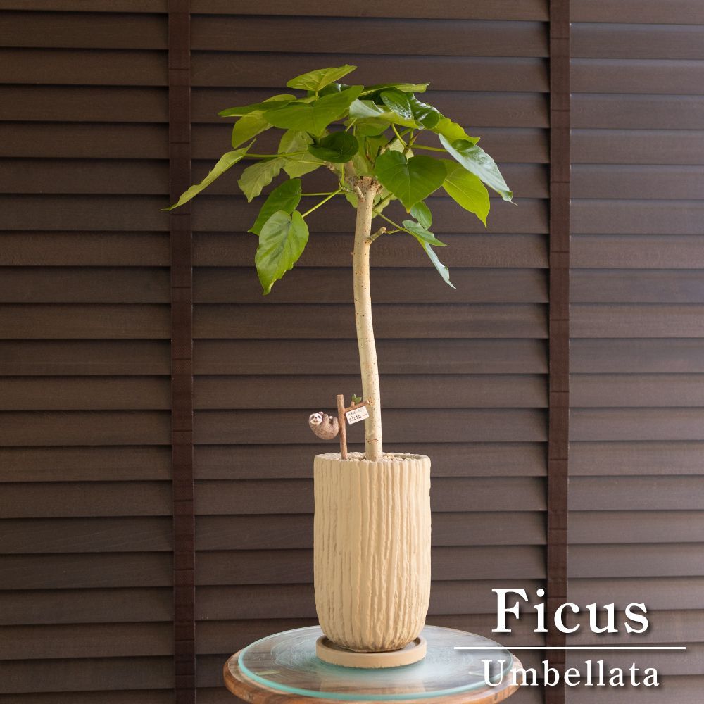 フィカス ウンベラータ 4号 セメントポット umbellata 観葉植物 ゴムの木 0920BE