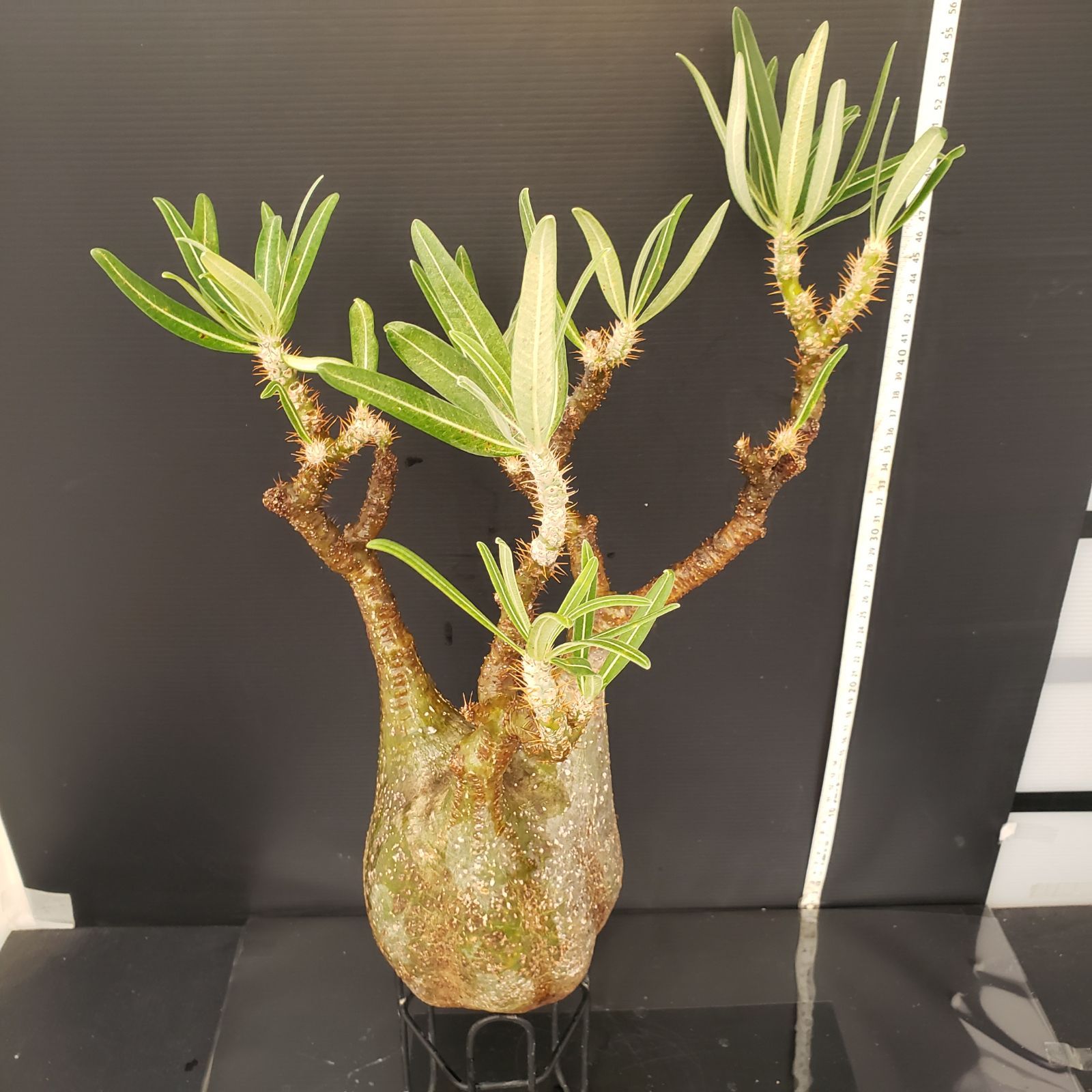 4229 「塊根植物」パキポディウム グラキリス 抜き苗【畑地植え株・発