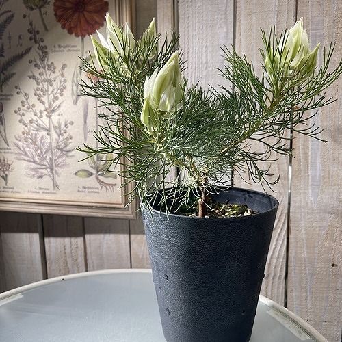 オージープランツ セルリア(ジョーイセルリア) ブラッシングブライト 5