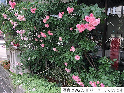 つるバラフェンス カラマリーナVG-G