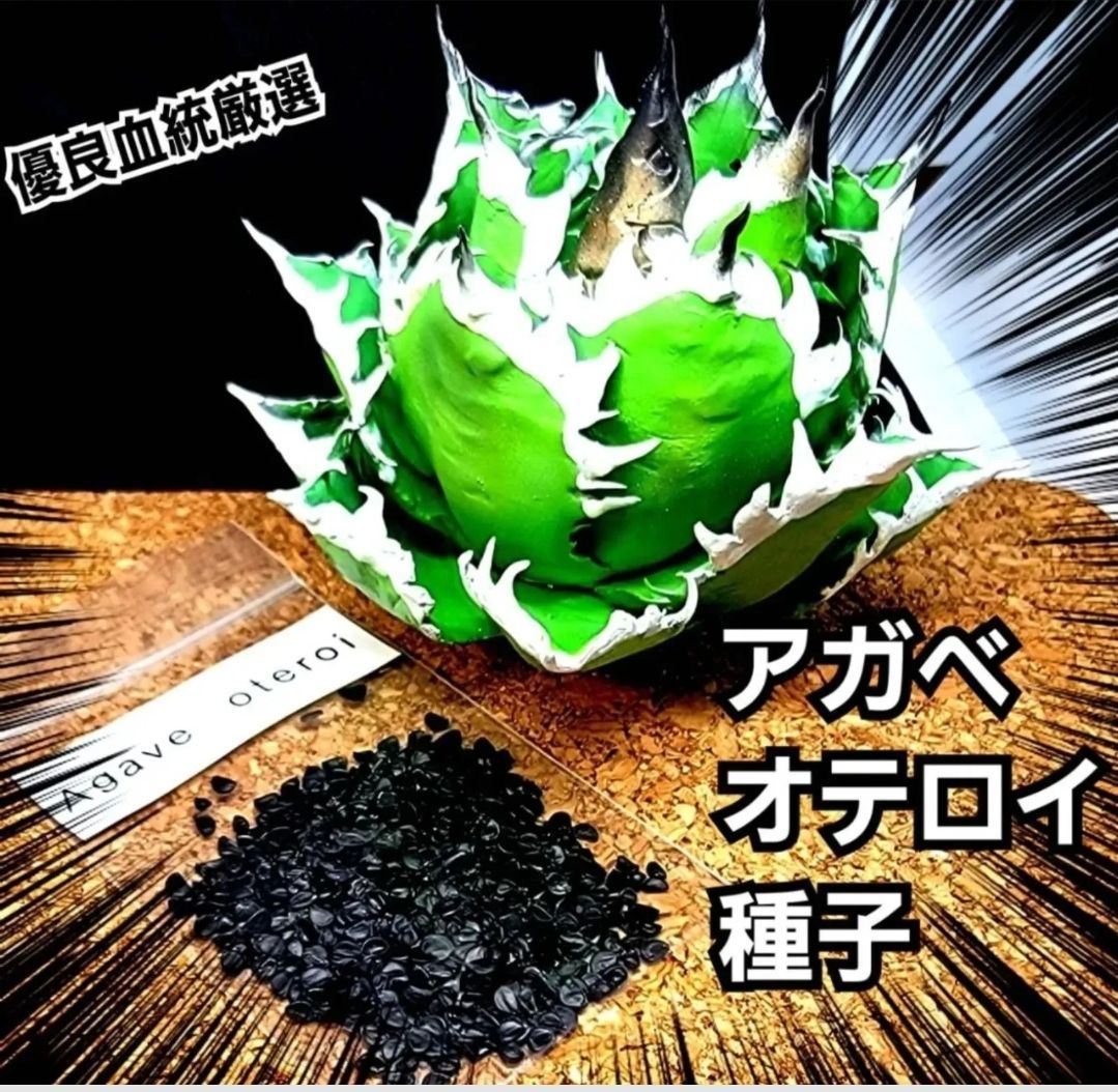 アガベ オテロイ 種子【10粒】 優良血統厳選 オアハカ メキシコ