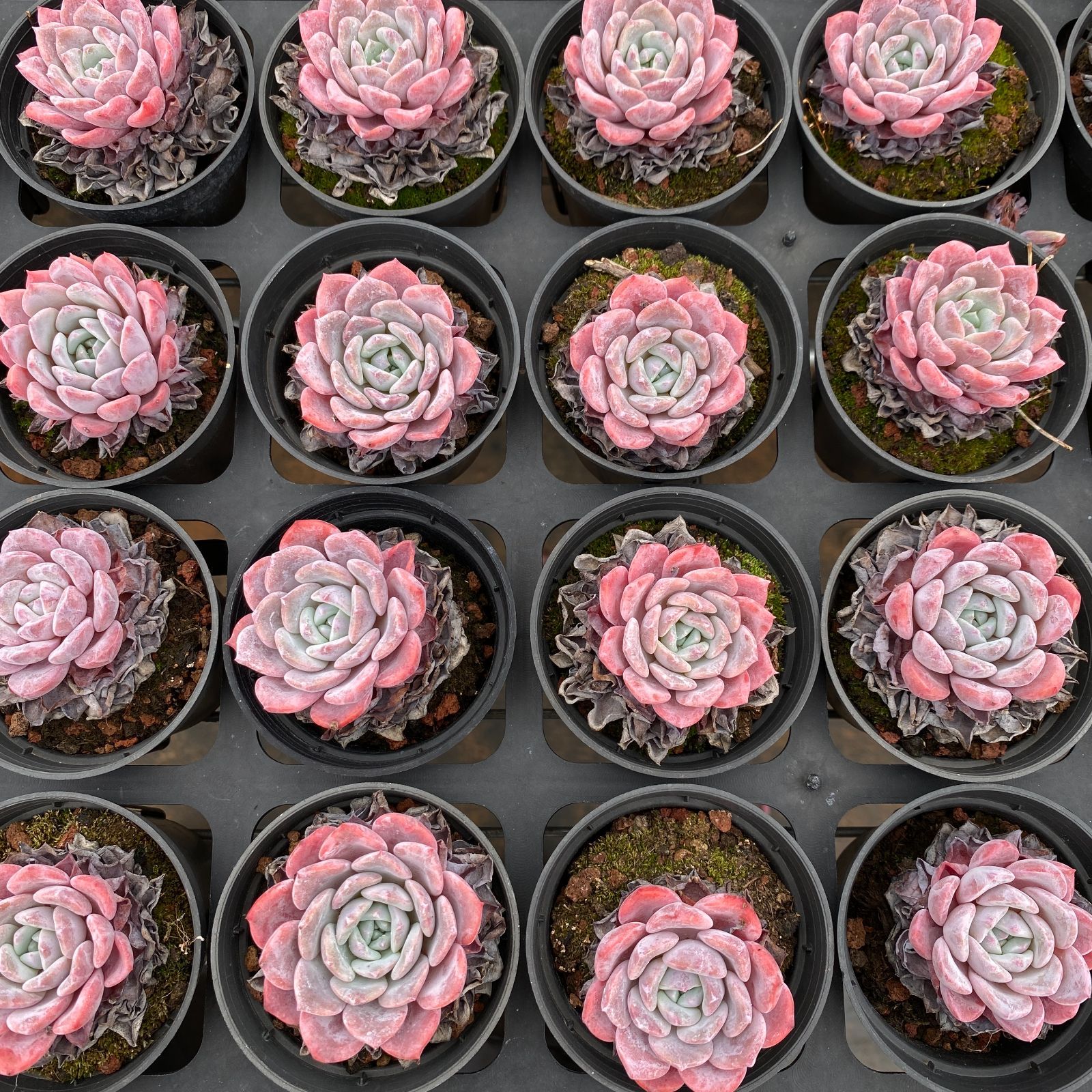 グレース MT604×40鉢 抜き苗 多肉植物 エケベリア サボテン 韓国