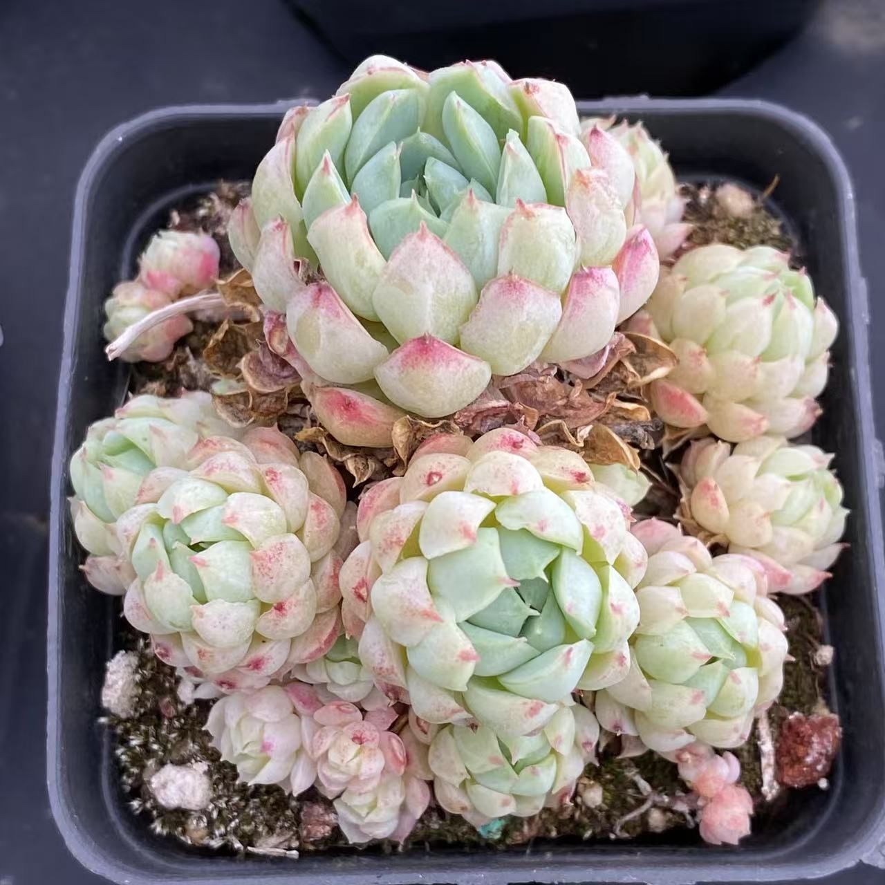 RC2020×54 ヨウシ 羊脂 群群 抜き苗 多肉植物 アエオニウム エケベリア 韓国苗