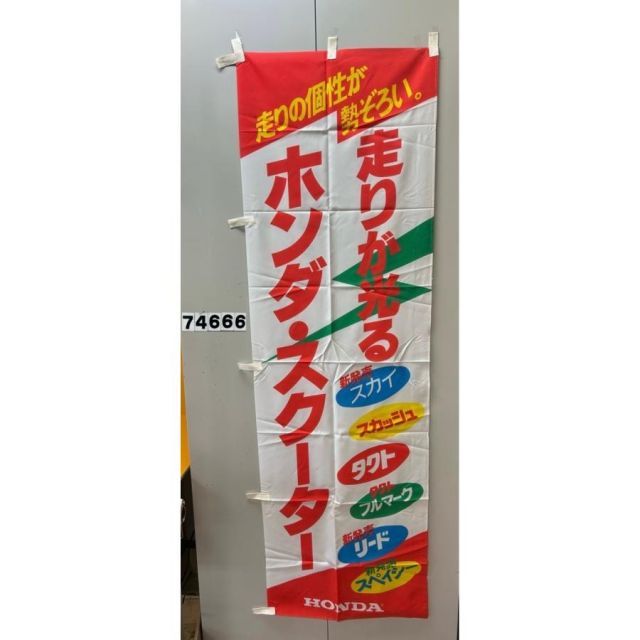 そう アルビノロイヤルファロウェラ☆7.5センチ±☆No,5☆北海道、九州、沖縄
