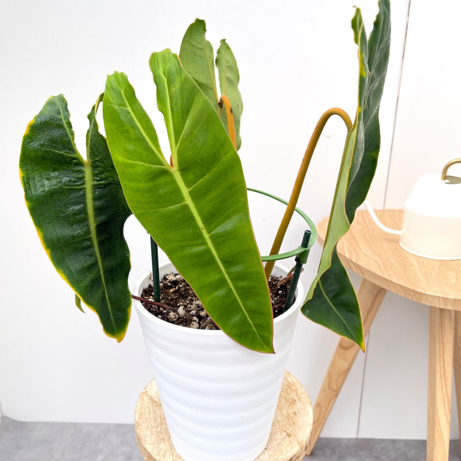 フィロデンドロン ビレッティア 8【現品】☆希少☆ 観葉植物 6号