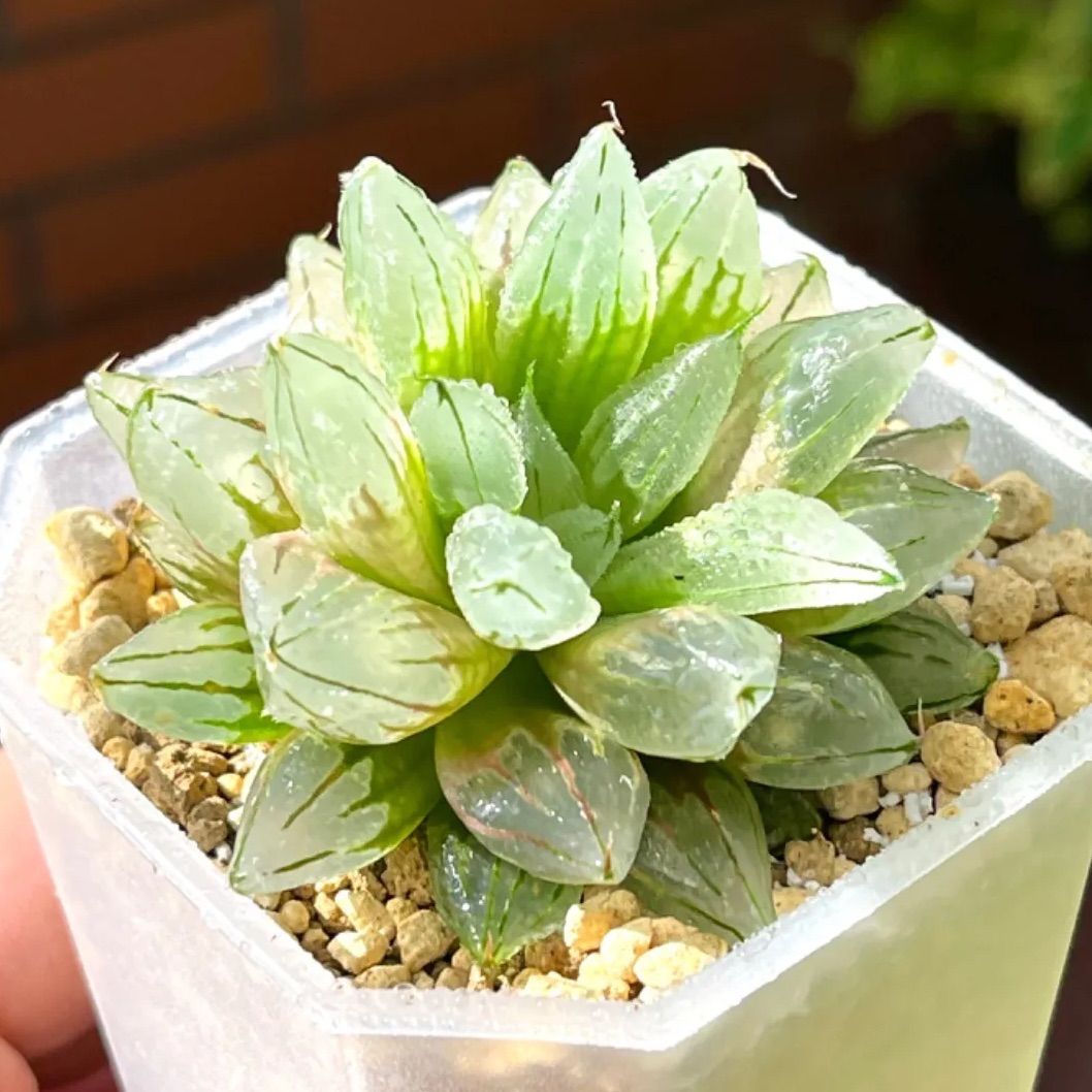 多肉植物 ハオルチア ISIアトロフスカミュータント弾 3 マラソン☆クーポン配布中ハオルチア ( 青 ) アトロ