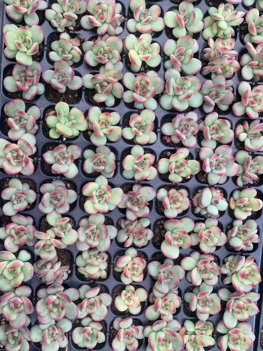 105苗 ピンクポイント 土と根付き 多肉植物 エケベリア 韓国苗