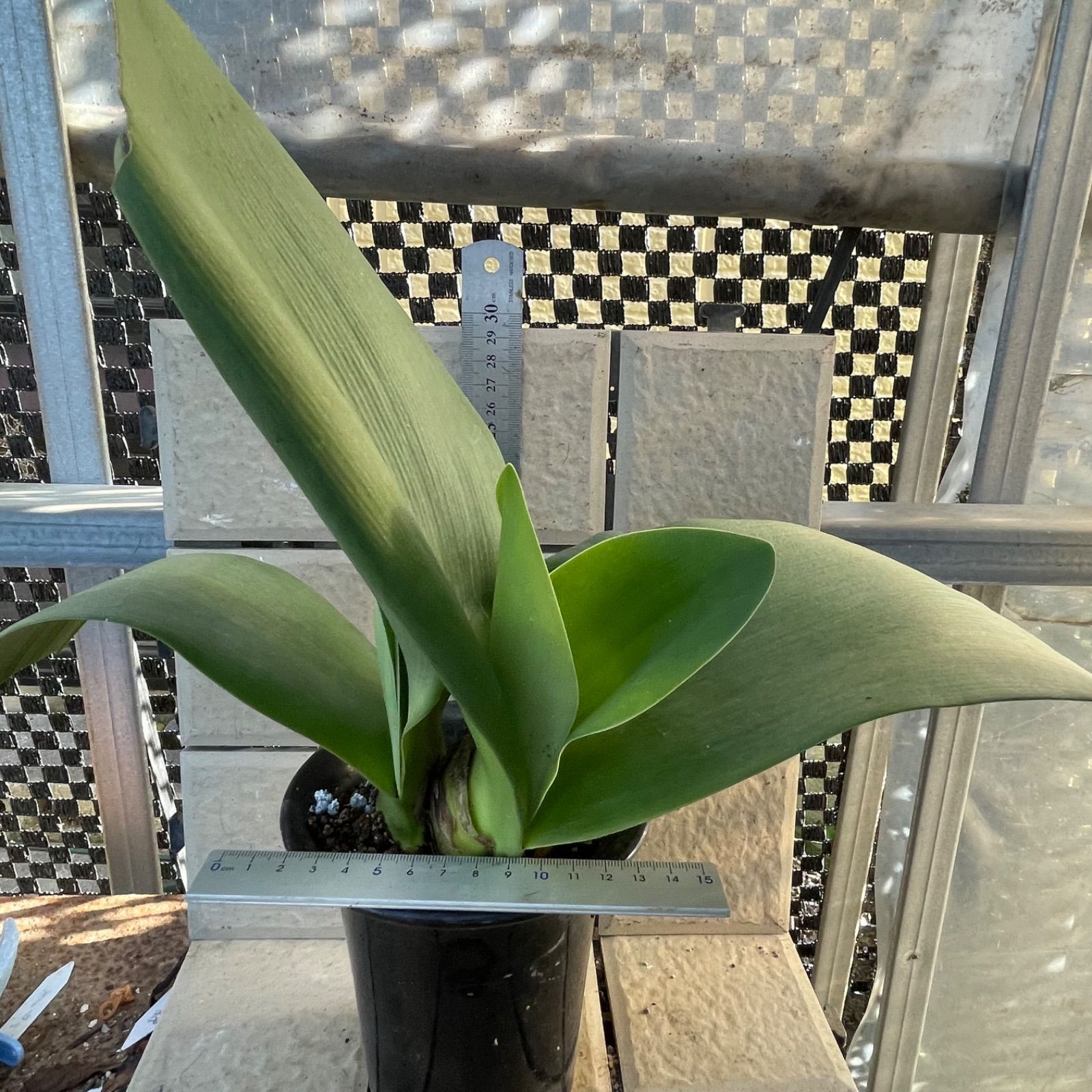 ハエマンサス ピンク 開花予定株 陶器鉢15cm