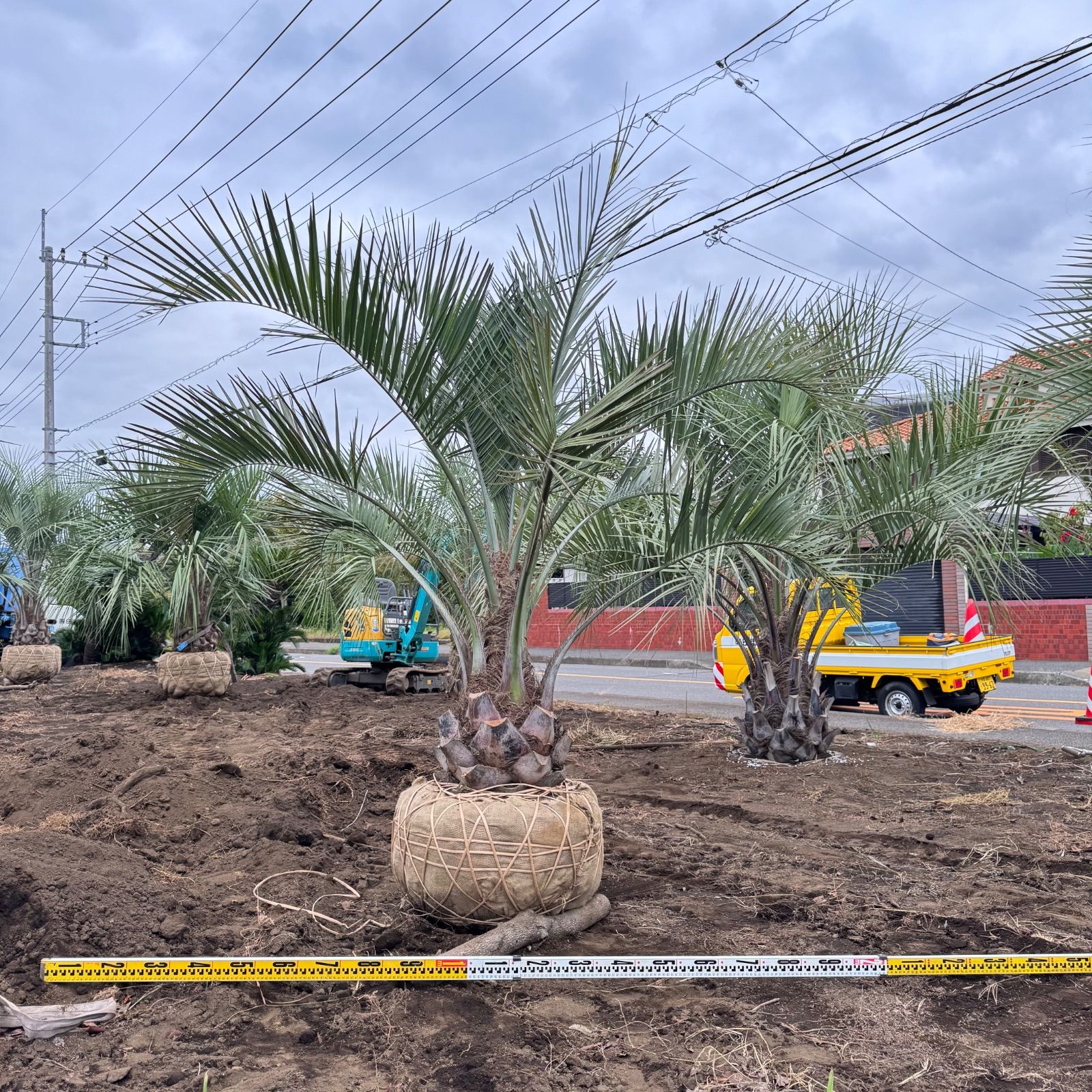 激安】2.3m 幹太 ココスヤシ - メルカリ