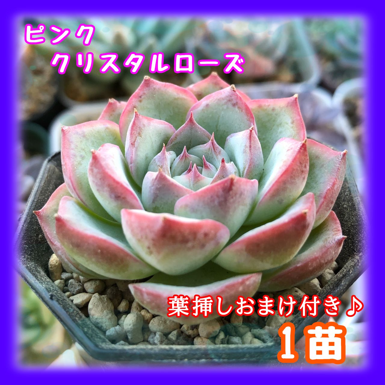 多肉植物 ピンククリスタルローズ 1苗 - 黒猫yu-ri【多肉植物】4