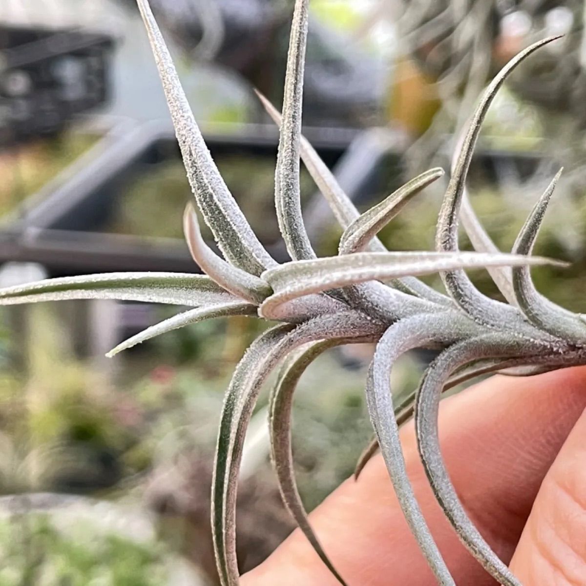 エアープランツ　ペイラノイ チランジア ペイラノイ Tillandsia peiranoi エアプランツ