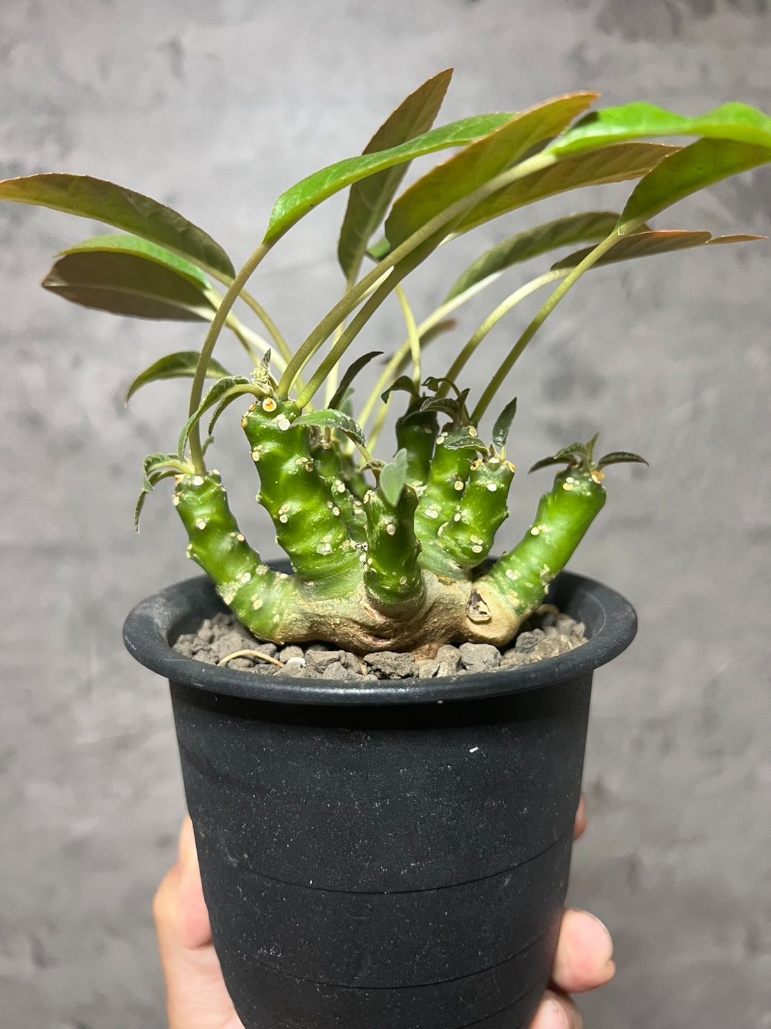 特大株多頭 ▽Dorstenia foetida▽ ドルステニア フォエチダ 群生