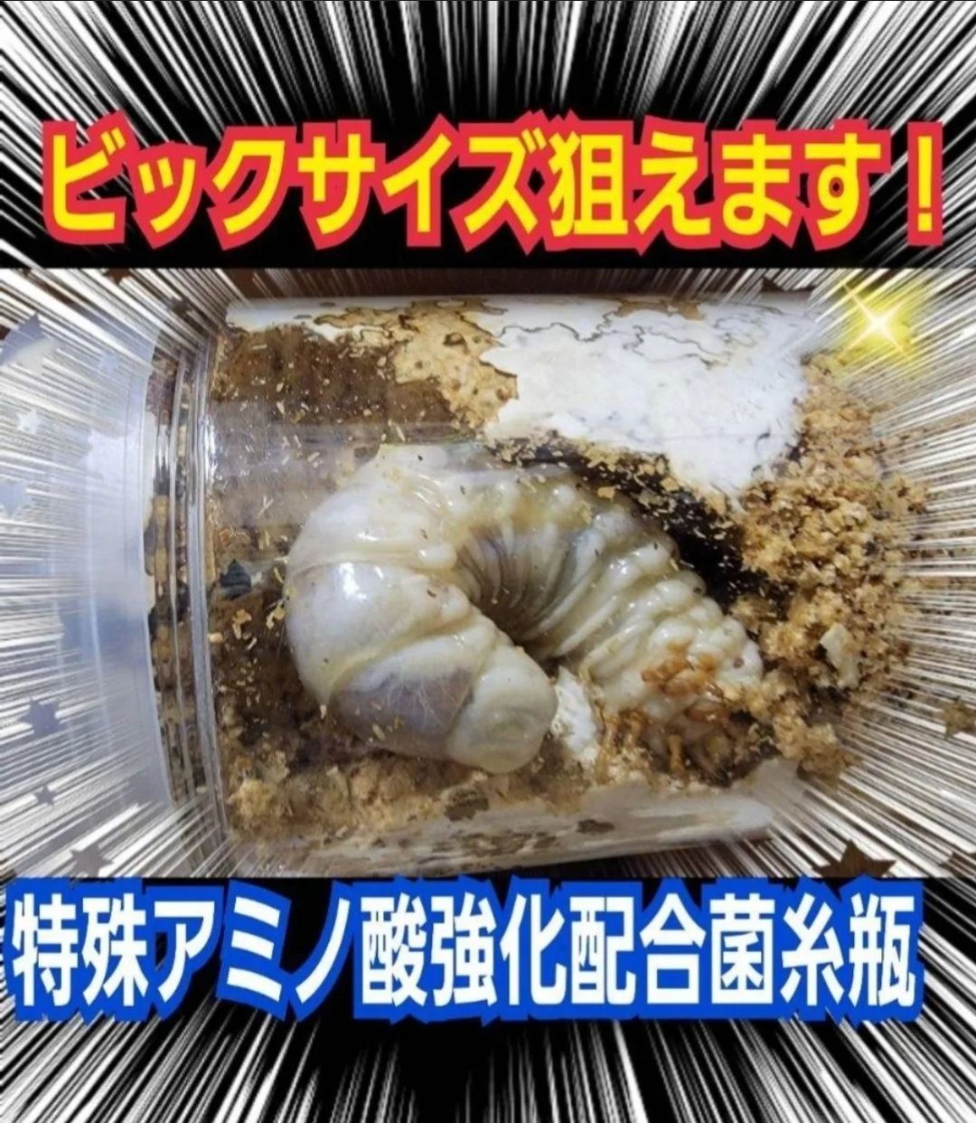 クワガタ幼虫が巨大化！ 極上！ヒマラヤひらたけ菌糸瓶☆1500ml特殊