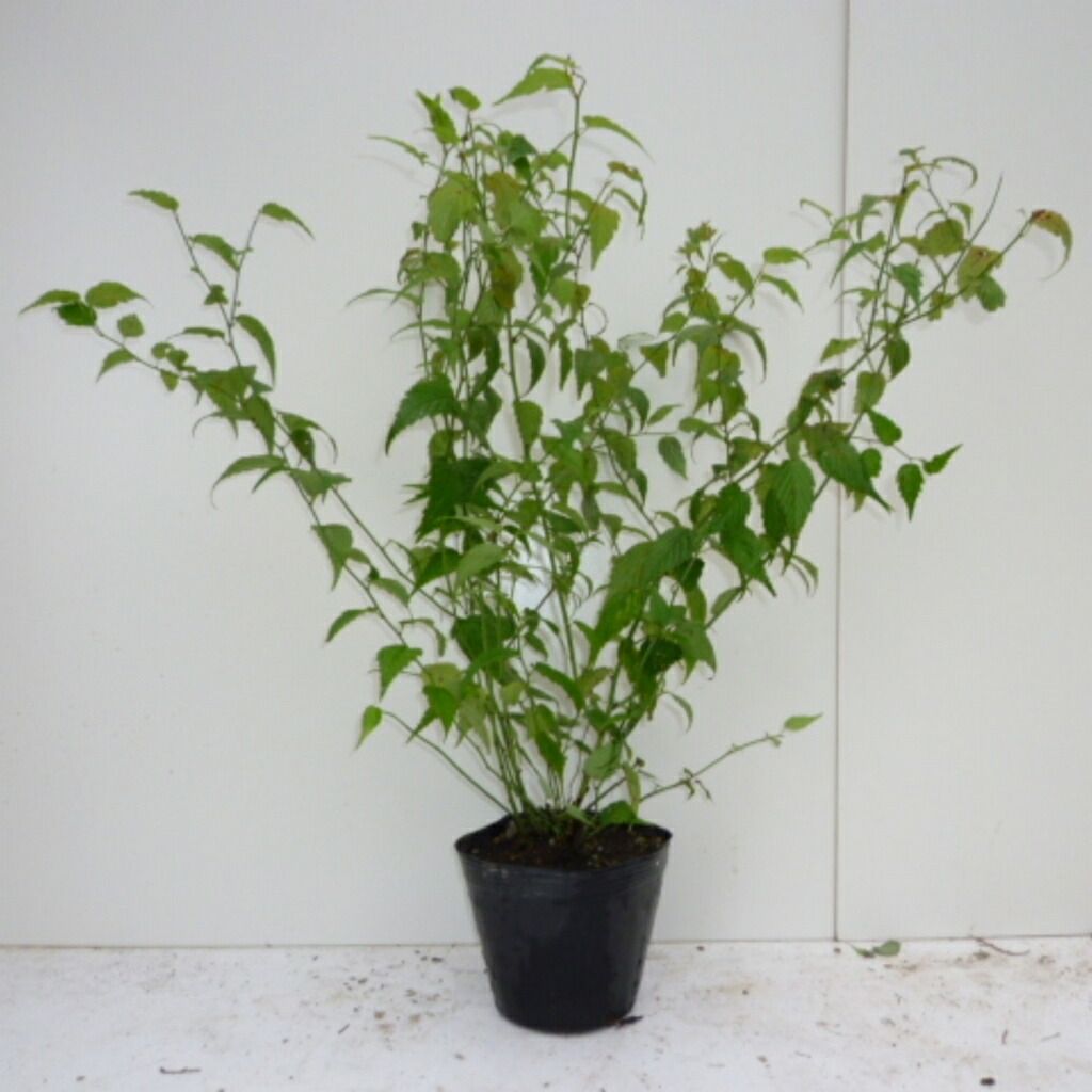 ヤマボウシ 樹高1.0m前後 10.5cmポット （20本セット）（送料無料） 苗 植木 苗木 庭 常緑ヤマボウシ 0.2m 10.5cmポット 50本 苗 : トオヤマグリーン - 通販