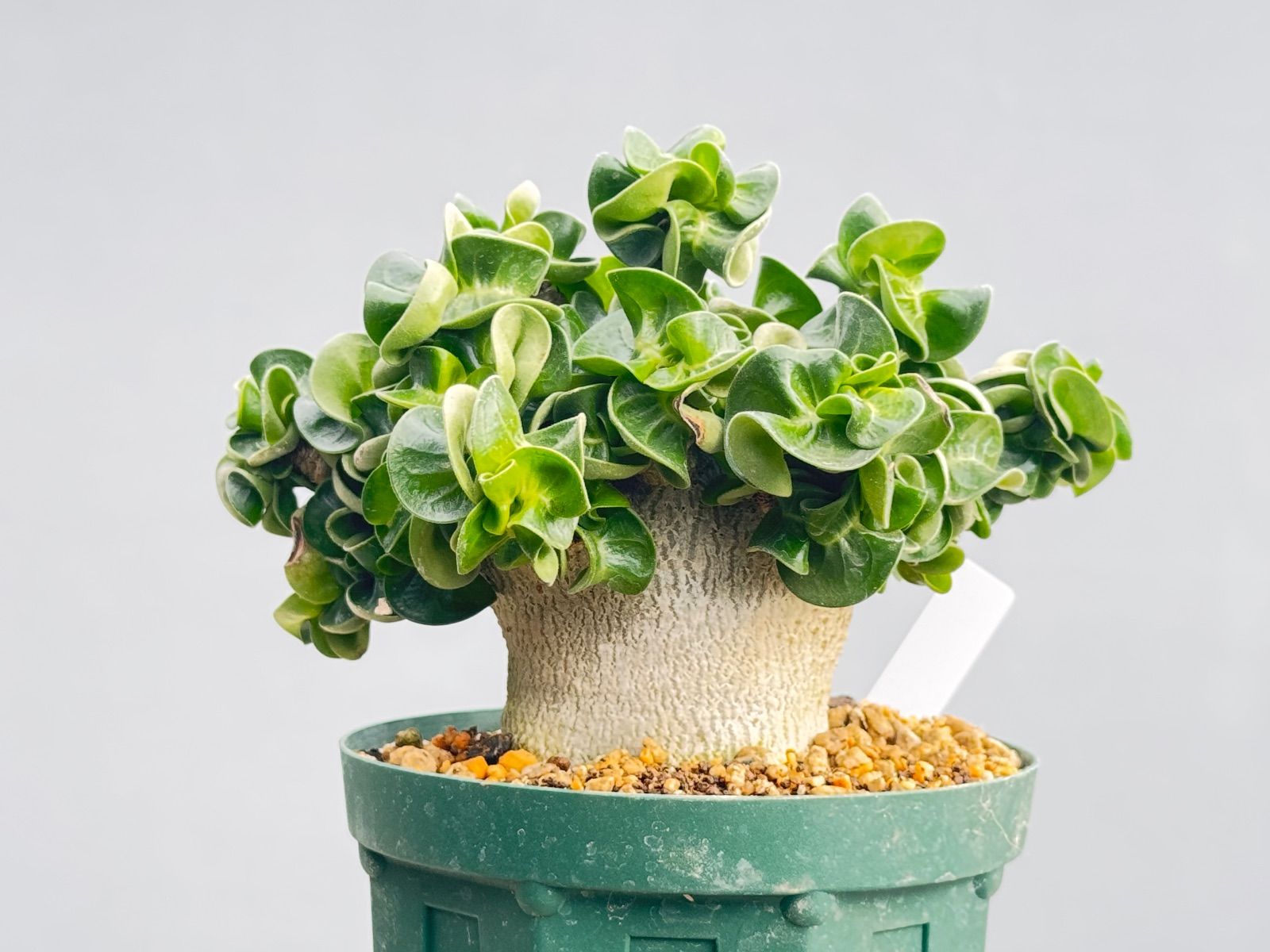  アデニウム 獅子葉 D.H.A 大6 塊根植物 コーデックス 観葉植物