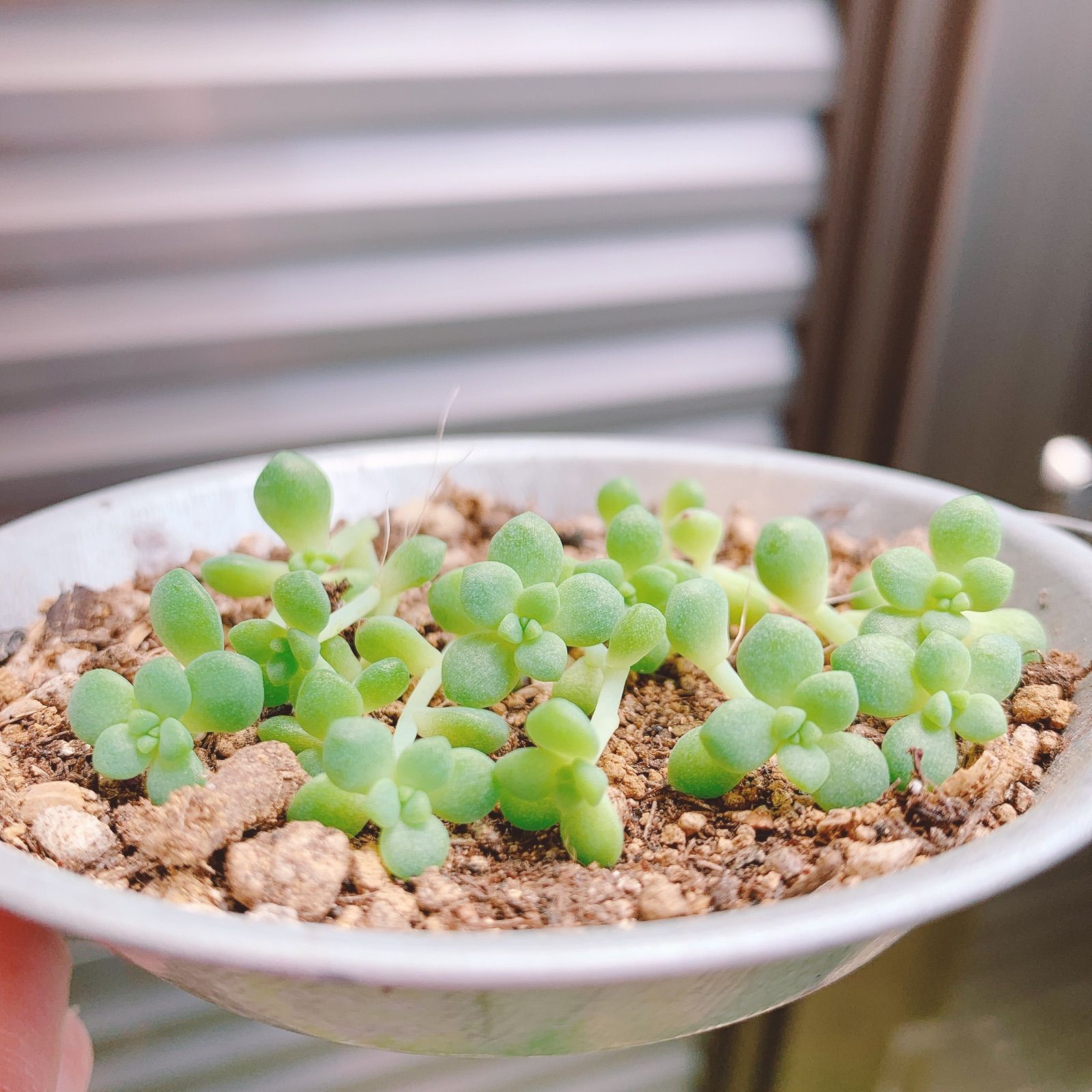 メルカリshops 多肉植物 セダム ペレスデラロサエ ランナー カット苗 レアセダム